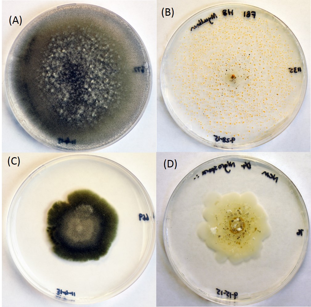 foliar pathogens